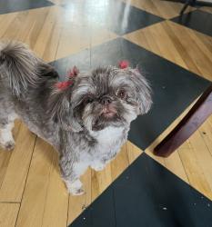 Lost Female Dog last seen Fields Ertel and Snyder, Symmes Township, OH 45249