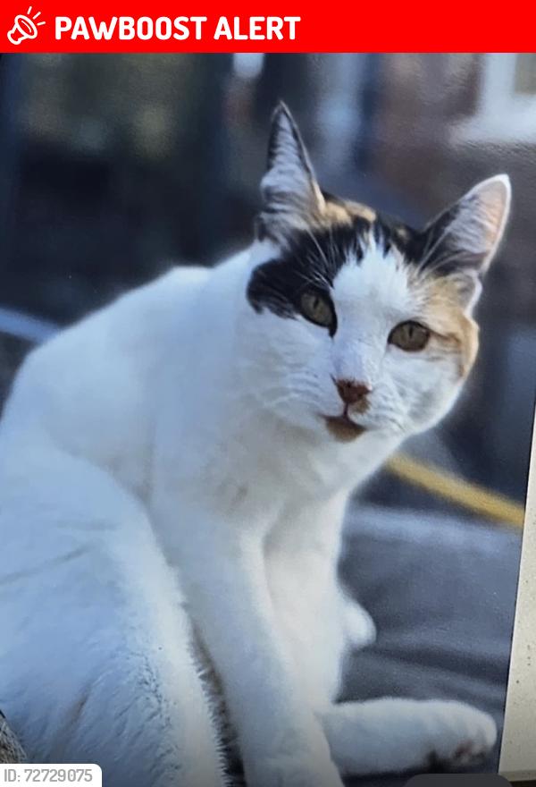 Lost Female Cat last seen Isleworth Mogden , Greater London, England TW7 7NU