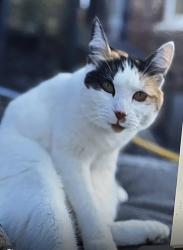 Lost Female Cat last seen Isleworth Mogden , Greater London, England TW7 7NU