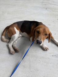 Found/Stray Male Dog last seen Crosby Dayton and Lindstrom, Crosby, TX 77532