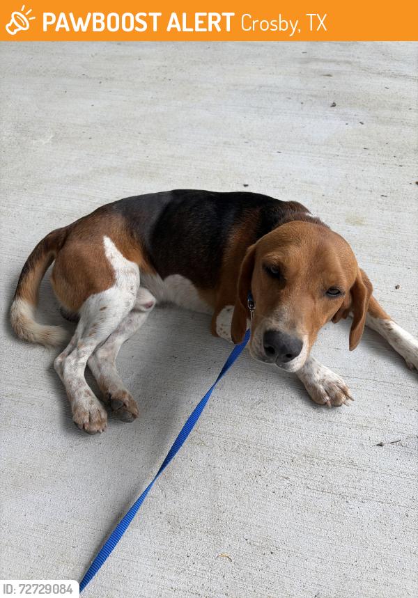 Found/Stray Male Dog last seen Crosby Dayton and Lindstrom, Crosby, TX 77532