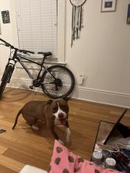 Found/Stray Female Dog last seen Broad and Washington , New Orleans, LA 70113