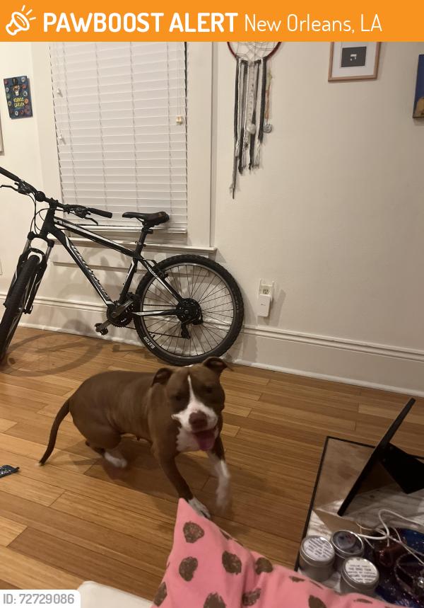 Found/Stray Female Dog last seen Broad and Washington , New Orleans, LA 70113
