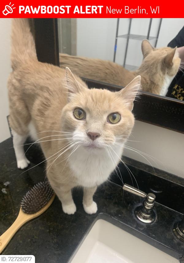 Lost Male Cat last seen south wehr road new berlin wisconsin, New Berlin, WI 53146