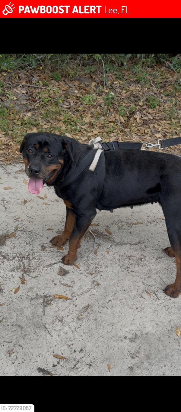 Lost Female Dog last seen Hwy 90 Lee Fl, Lee, FL 32059