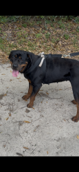 Lost Female Dog last seen Hwy 90 Lee Fl, Lee, FL 32059