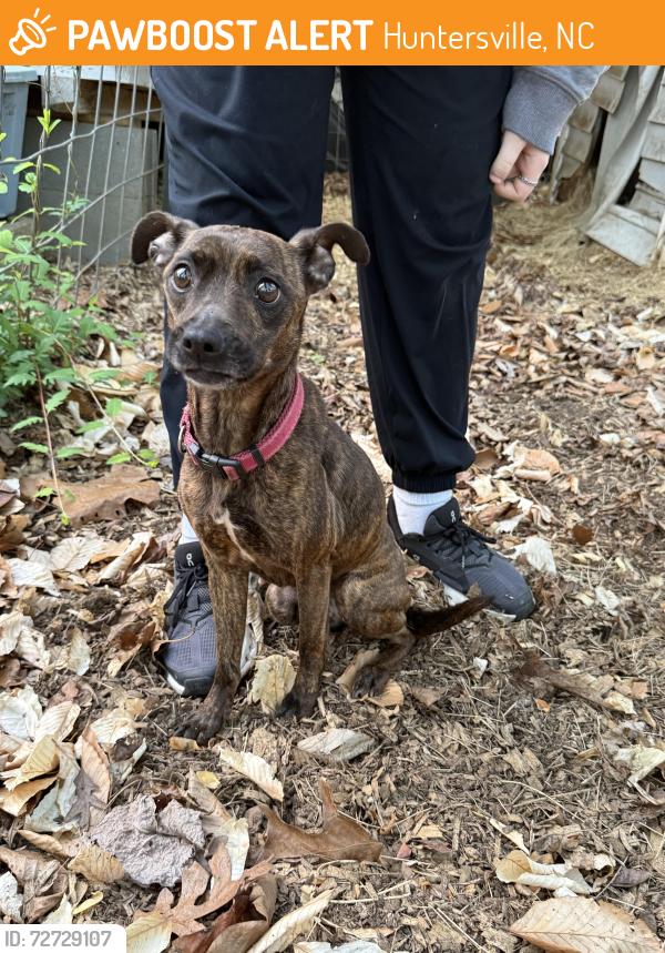 Found/Stray Female Dog last seen Author Auten, Huntersville, NC 28078