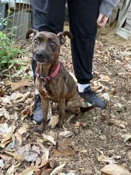Found/Stray Female Dog last seen Author Auten, Huntersville, NC 28078