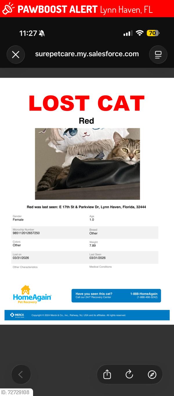 Lost Female Cat last seen E 17th St and Parkview Dr, Lynn Haven, FL 32444