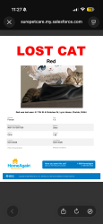 Lost Female Cat last seen E 17th St and Parkview Dr, Lynn Haven, FL 32444