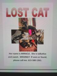 Lost Female Cat last seen Sparta Pike , Watertown, TN 37184