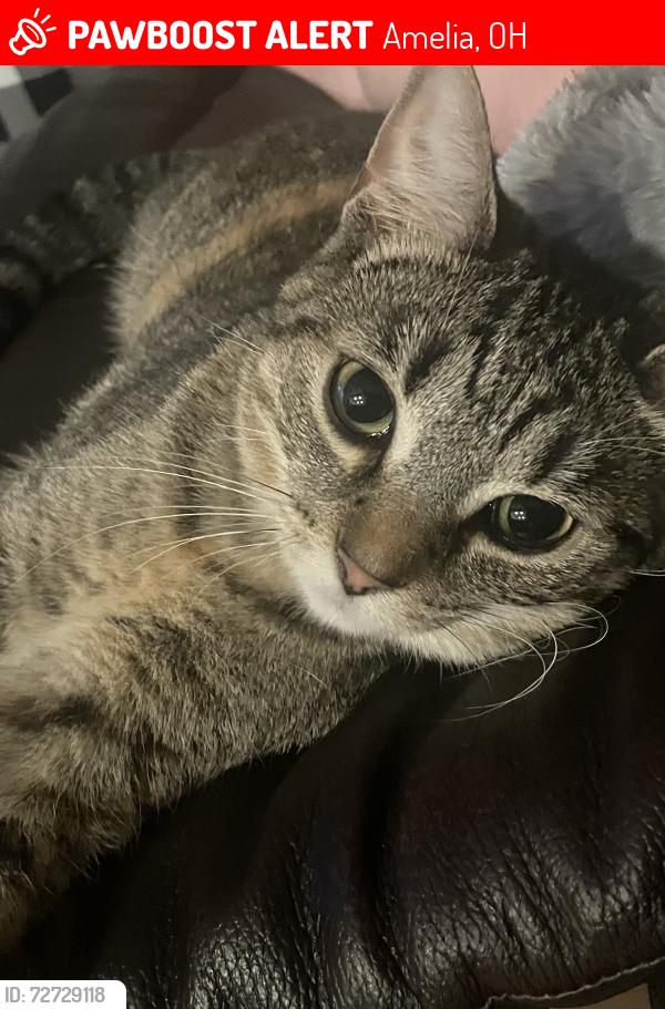 Lost Female Cat last seen Near , Amelia, OH 45102
