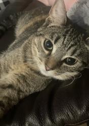 Lost Female Cat last seen Near , Amelia, OH 45102