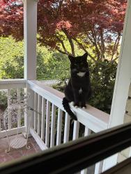 Found/Stray Male Cat last seen W Friendly and Rodman, Greensboro, NC 27410