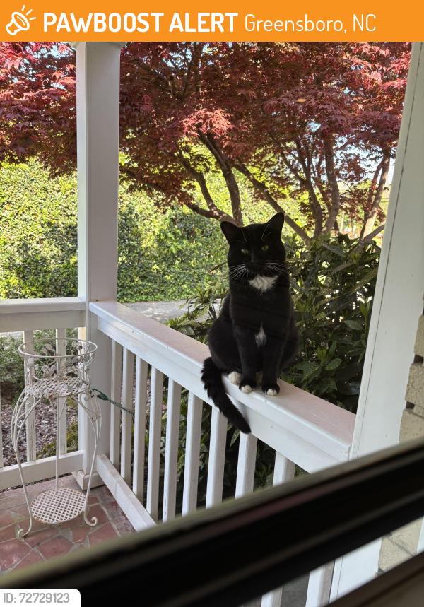 Found/Stray Male Cat last seen W Friendly and Rodman, Greensboro, NC 27410