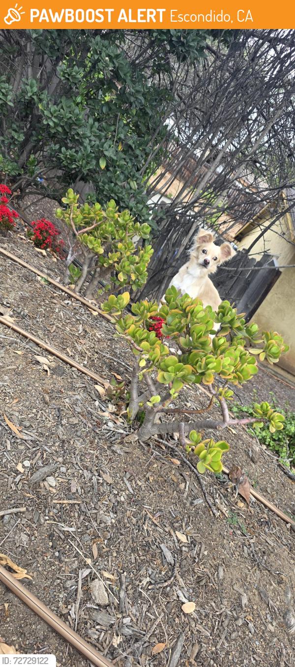 Found/Stray Unknown Dog last seen Upas lane , Escondido, CA 92029