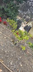 Found/Stray Unknown Dog last seen Upas lane , Escondido, CA 92029