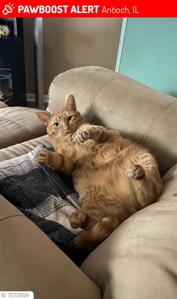 Lost Male Cat last seen Grass lake rd , Antioch, IL 60002