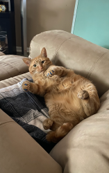 Lost Male Cat last seen Grass lake rd , Antioch, IL 60002