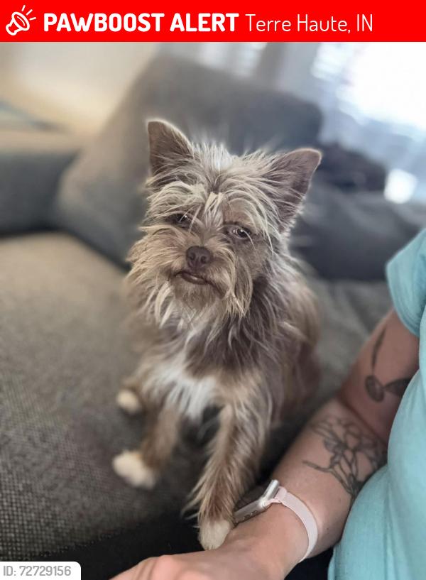 Lost Male Dog last seen Near College Ave, TH, Terre Haute, IN 47803