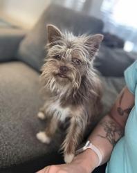 Lost Male Dog last seen Near College Ave, TH, Terre Haute, IN 47803