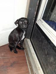 Found/Stray Female Dog last seen Belle and Zimmerman ave, Hamilton, OH 45015
