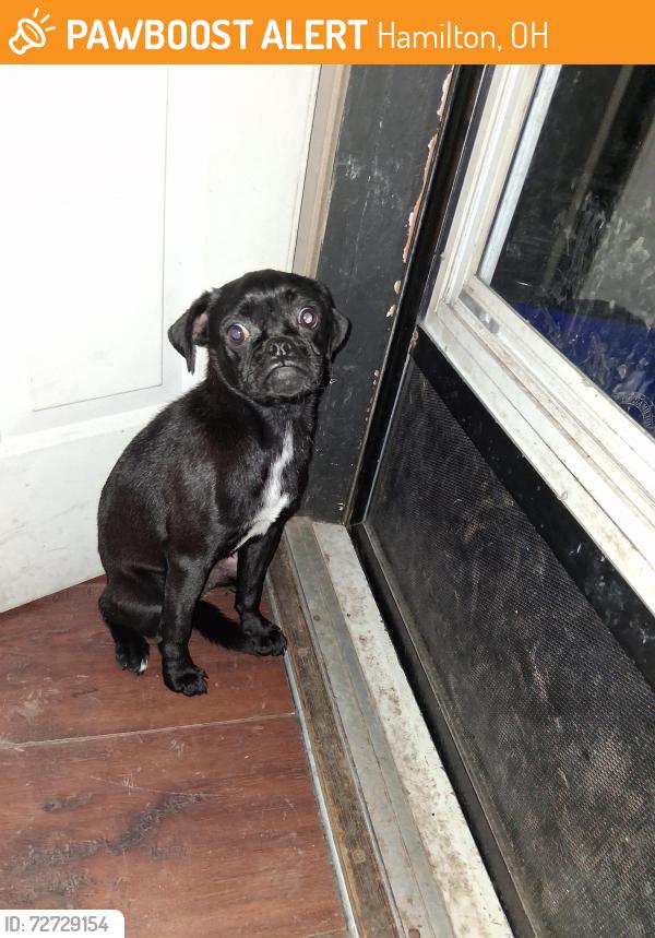 Found/Stray Female Dog last seen Belle and Zimmerman ave, Hamilton, OH 45015