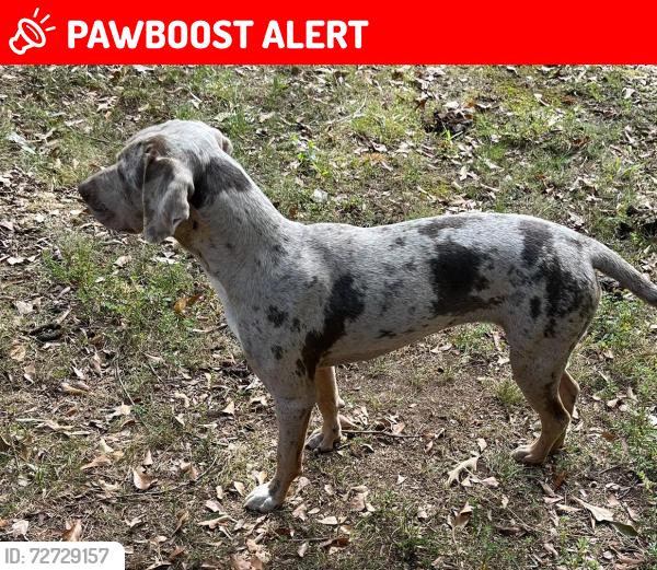 Lost Female Dog last seen highway 29, Anderson County, SC 29684