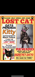Lost Female Cat last seen y fue vista al amanecepo peero.attt roda la ca, Queens, NY 11104