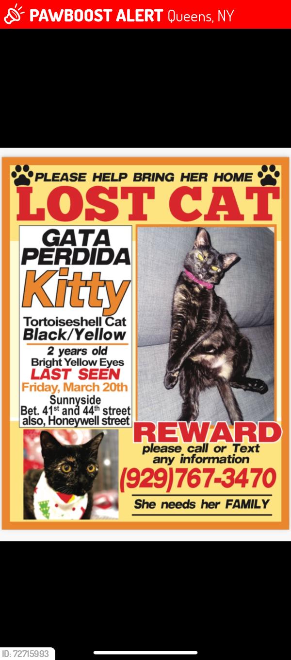 Lost Female Cat last seen y fue vista al amanecepo peero.attt roda la ca, Queens, NY 11104