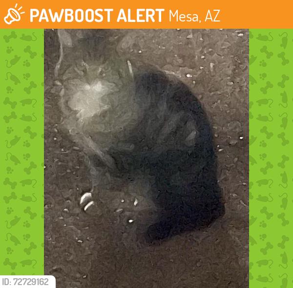 Found/Stray Unknown Cat last seen Extension and Los Lagos Vista Ave, Mesa, AZ 85210