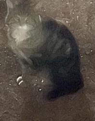 Found/Stray Unknown Cat last seen Extension and Los Lagos Vista Ave, Mesa, AZ 85210