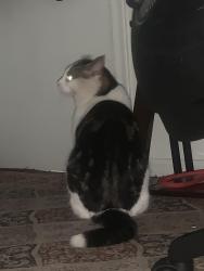 Lost Male Cat last seen Boullee street, London, ON N5Y 1V1