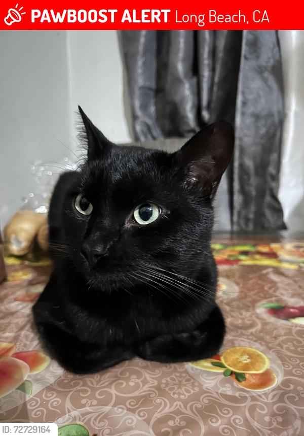 Lost Male Cat last seen Molino & 10th, Long Beach, CA 90804