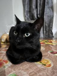 Lost Male Cat last seen Molino & 10th, Long Beach, CA 90804