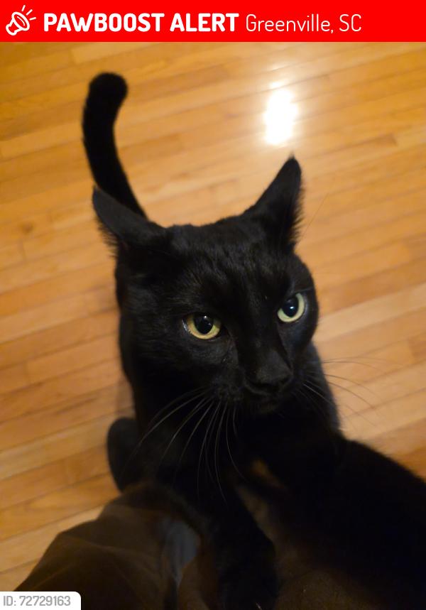 Lost Female Cat last seen Wheatridge Ln and Mistletoe Drive, Greenville, SC 29617