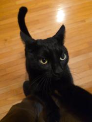 Lost Female Cat last seen Wheatridge Ln and Mistletoe Drive, Greenville, SC 29617