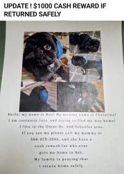 Lost Male Dog last seen Outer drive and schaefer, Detroit, MI 48235