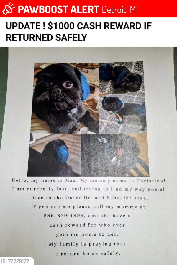 Lost Male Dog last seen Outer drive and schaefer, Detroit, MI 48235