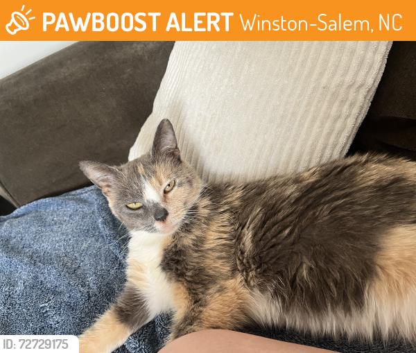 Found/Stray Unknown Cat last seen Whole Foods , Winston-Salem, NC 27104
