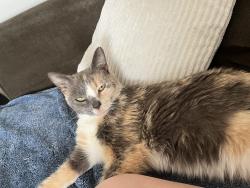 Found/Stray Unknown Cat last seen Whole Foods , Winston-Salem, NC 27104