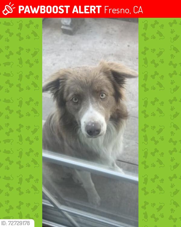 Lost Female Dog last seen W Mckinley and N Marks, Fresno, CA 93722