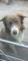 Lost Female Dog last seen W Mckinley and N Marks, Fresno, CA 93722