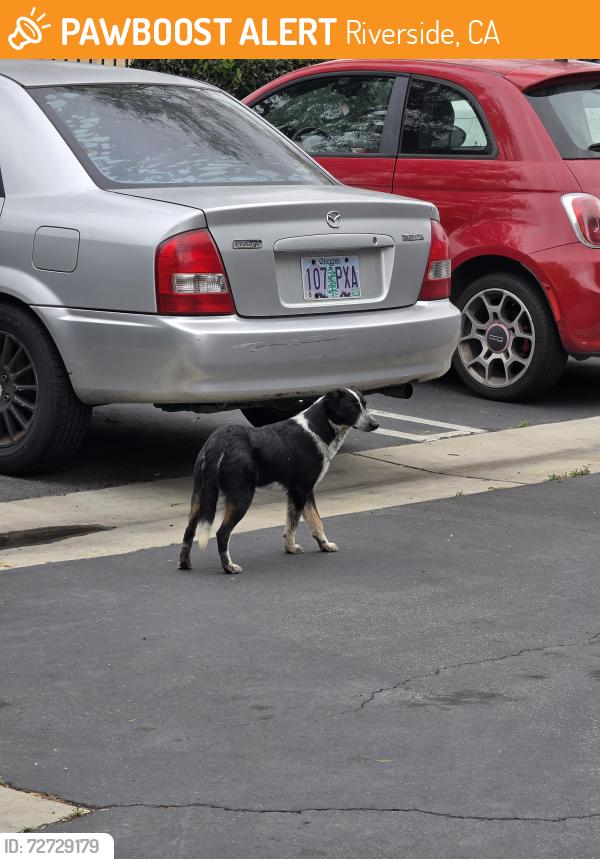 Found/Stray Female Dog last seen Vesada apmt s , Riverside, CA 92509