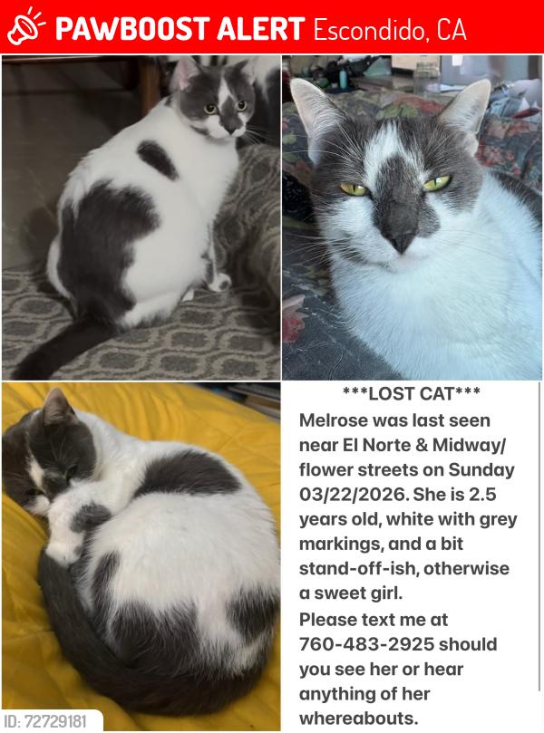 Lost Female Cat last seen Midway Drive and El Norte Pkwy, Escondido, CA 92027
