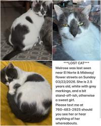 Lost Female Cat last seen Midway Drive and El Norte Pkwy, Escondido, CA 92027