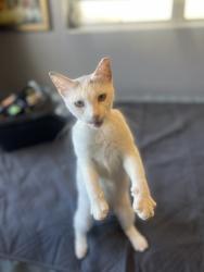 Found/Stray Female Cat last seen Hollywood blvd, Hollywood, FL 33020
