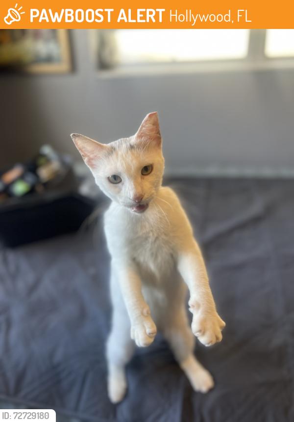 Found/Stray Female Cat last seen Hollywood blvd, Hollywood, FL 33020