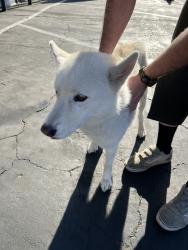Found/Stray Female Dog last seen Gettysburg and Ashlan, Fresno, CA 93726