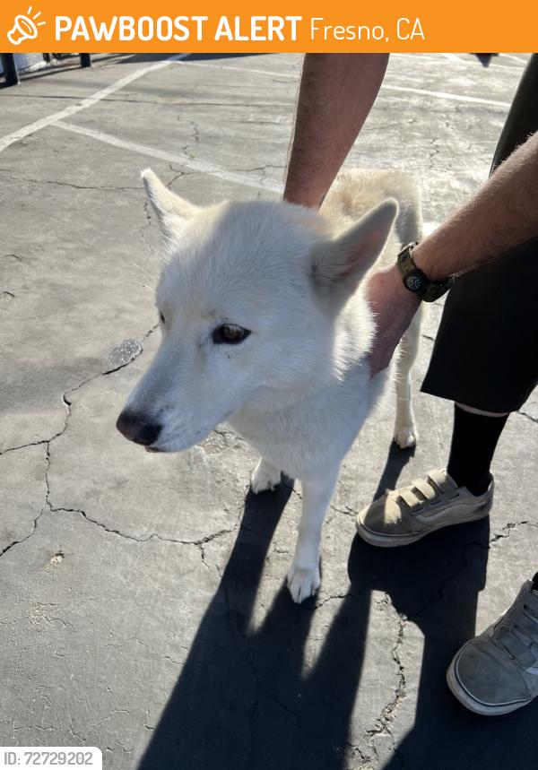 Found/Stray Female Dog last seen Gettysburg and Ashlan, Fresno, CA 93726